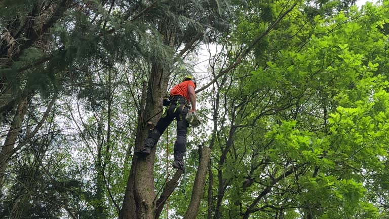 Best Fruit Tree Pruning  in Dahlone, GA